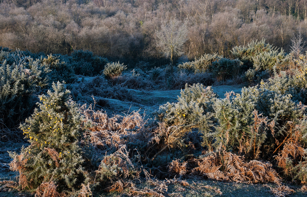Winter Winter Morning,  West Wellow Common 1